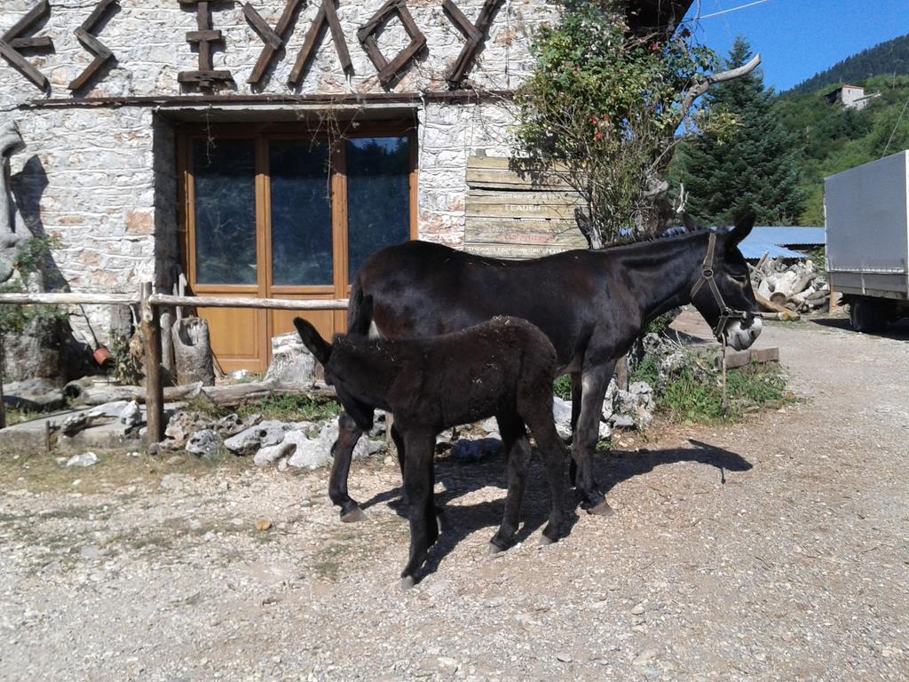 Hotel Archontiko Nikolopoulou à Vitina Extérieur photo
